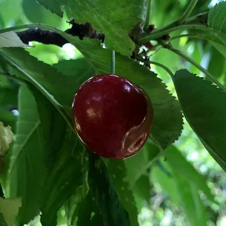 Csobánc Szerelem-nemzeti Park-önalló Ház - Klimatizált Сasa de vacaciones Gyulakeszi